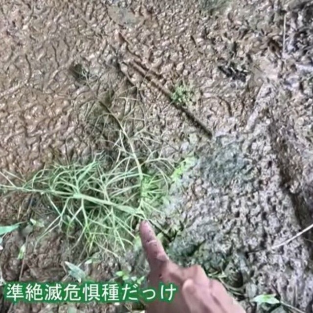 準絶滅危惧種に指定されているヒメミズワラビを発見／コミヤさん（@ariake538）提供