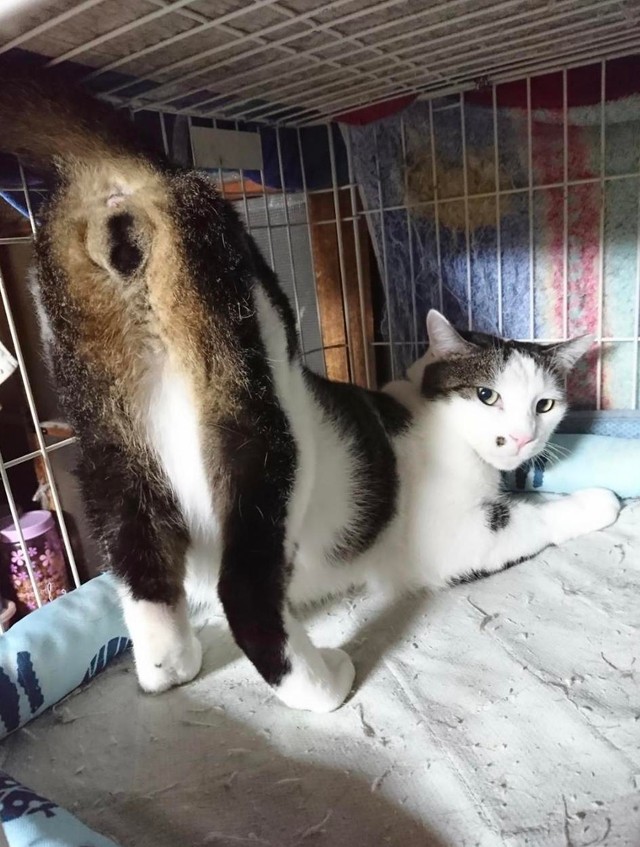 セクシーポーズで＝gatita_himawariさん提供