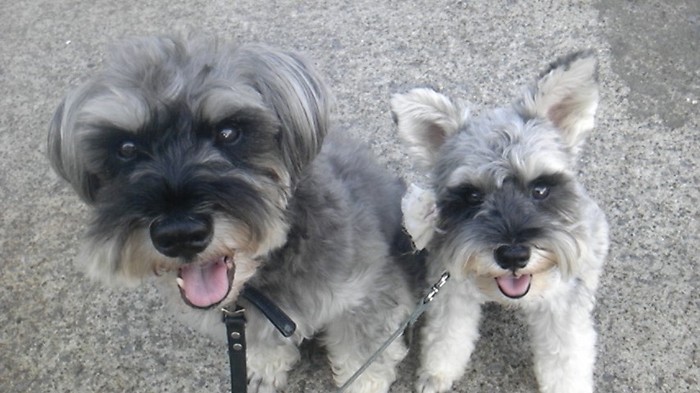 左からジンジャー、デイジー