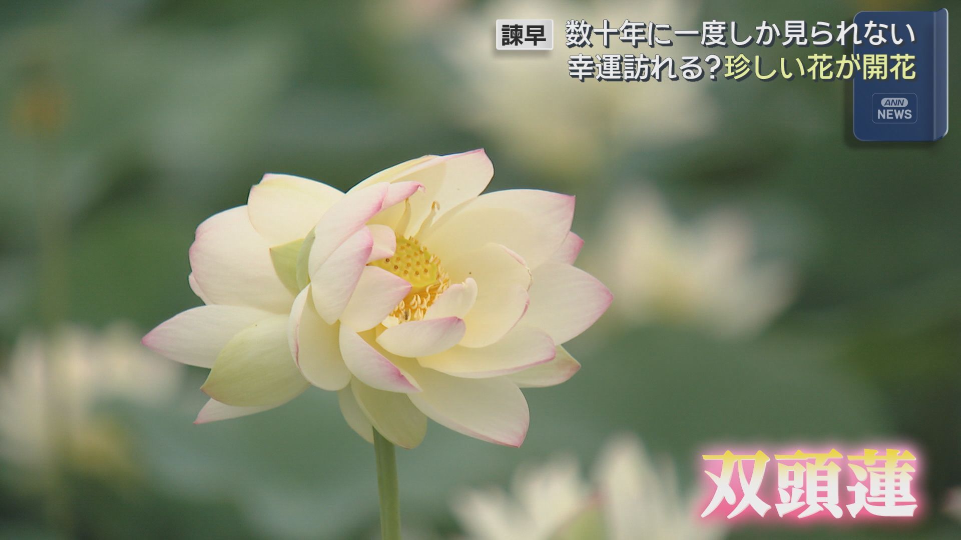 幸運が訪れる？数十年に一度しか見られないとされる珍しい花が開花