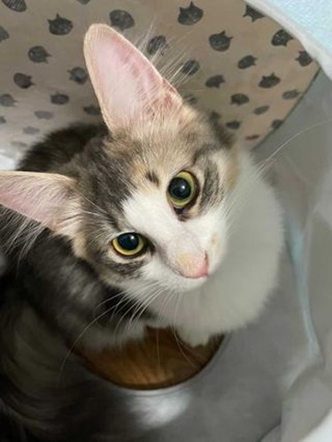 普段のショコラ