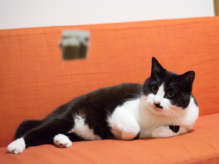 「のんびりしていても、スポンジボールが飛んでくると気になるな」（小林写函撮影）