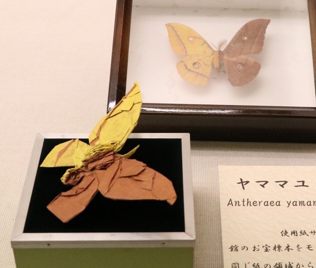 雌雄型のヤママユ。貴重な標本も見どころだ