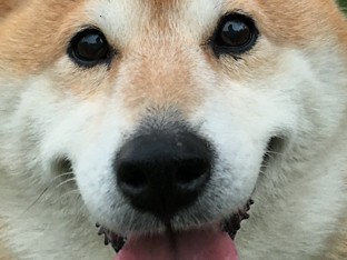 迷子で町をウロウロしていた柴犬のモモ