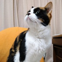 16歳…まだまだ目力があるにゃ