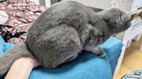 肘掛けの上に移動した風助くん（画像提供：kanaeさん）