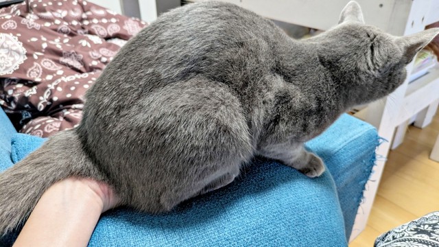 肘掛けの上に移動した風助くん（画像提供：kanaeさん）
