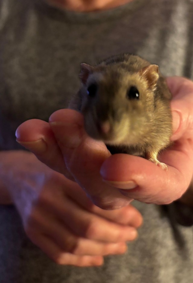 飼い主に愛されながら過ごしています♡