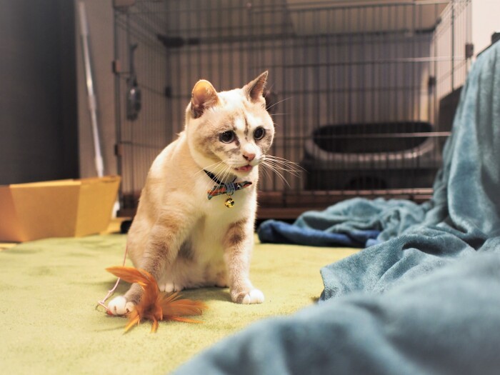 捕まえた羽根じゃらしを自分の「陣地」に持ち帰り、小さく鳴く。子どもを遊ばせた記憶からだろうか