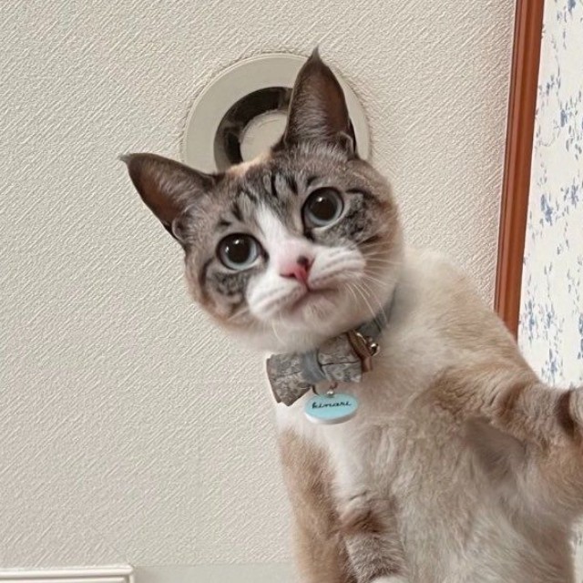 アップで見る唇を噛み締めるきなりちゃん（提供：せこなおさん）