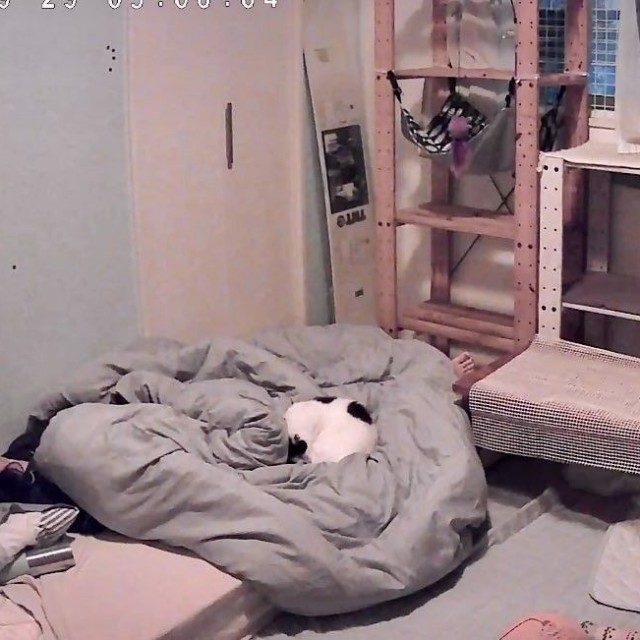 お家猫になって4カ月過ぎて...猫沼さんの家族とお布団で一緒に寝ました（猫沼さん提供）