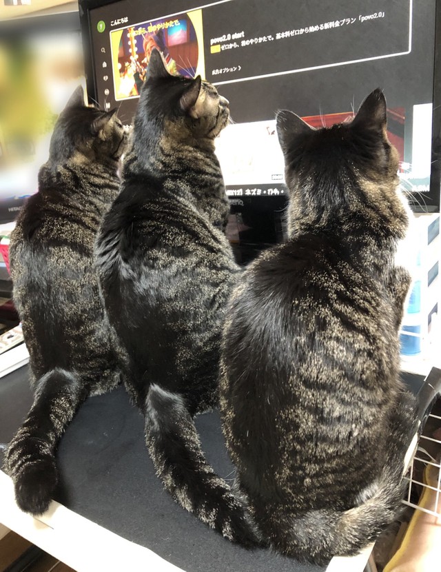 猫が喜ぶ動画見てる？