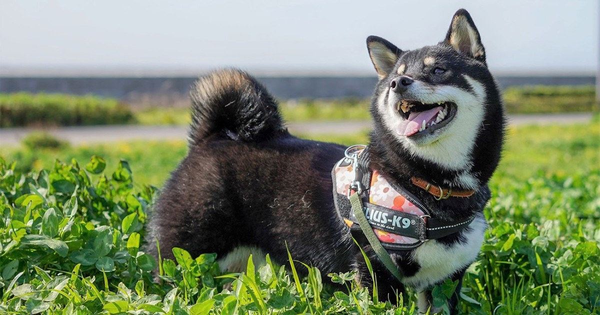 大好きなクローバー畑を走り回ってにっこり 柴犬の 小春 犬 猫との幸せな暮らしのためのペット情報サイト Sippo