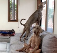 ロアくん、お天気チェックをするようになりました・・・人間らしくなってきた？（「ルピロア ワイマラナー」さん提供、Twitterよりキャプチャ撮影）