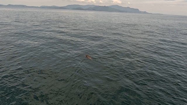 高松海上保安部提供　海を泳ぐイノシシ