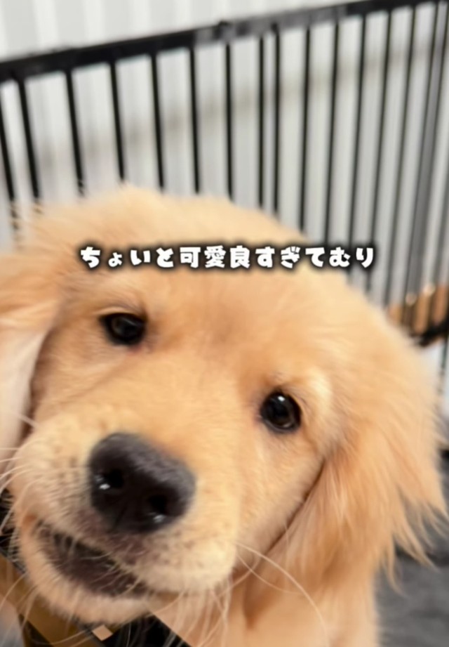 モナちゃんに家族全員メロメロなのだそう／ともさん（@tomo.home.06）提供