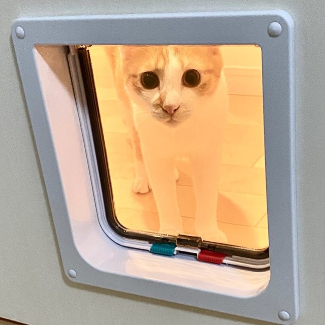キャットドアをつけたが、慣れないダリンくん