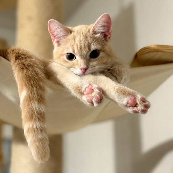 ハンモックにのってくつろぐミクくん（画像提供：ぷくりさん）