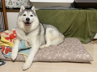あざと可愛い内股姿も話題のハスキー犬、シルビアちゃん（提供：ハマジさん）