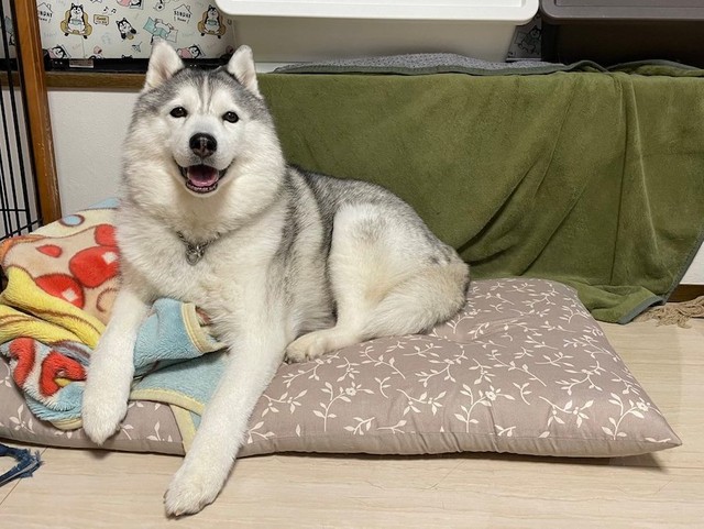 あざと可愛い内股姿も話題のハスキー犬、シルビアちゃん（提供：ハマジさん）