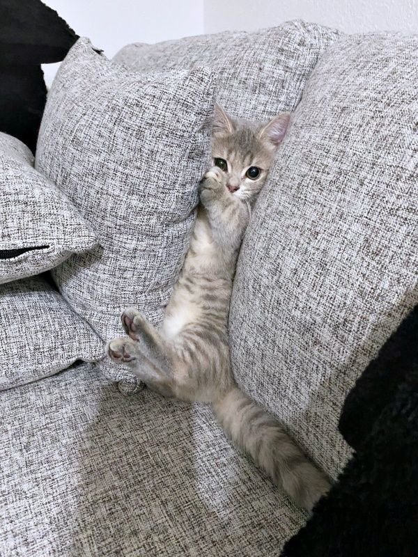 ソファに挟まって助けを求める子猫にSNS悶絶「て、天使…！？」と16万