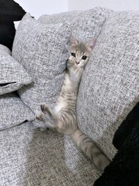 ソファの隙間にはさまってきょとんとするリリーちゃん（画像提供：恋するうさぎちゃん）