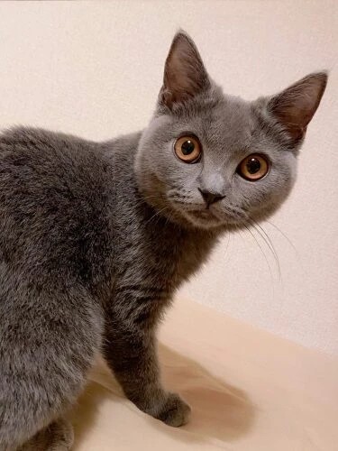 家にきたころの「ブルマ」