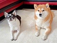 仲良しきょうだい（左から）同居犬・いくらちゃん、あずきちゃん（画像提供：林さん）