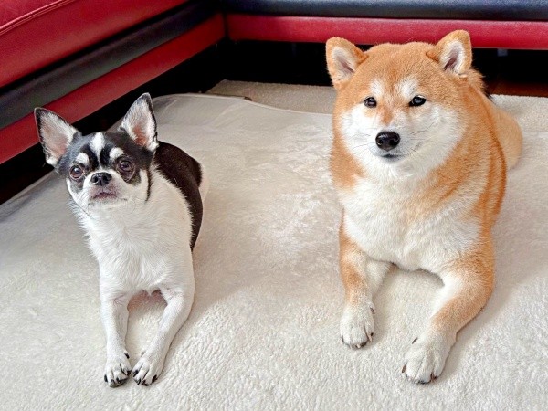 仲良しきょうだい（左から）同居犬・いくらちゃん、あずきちゃん（画像提供：林さん）