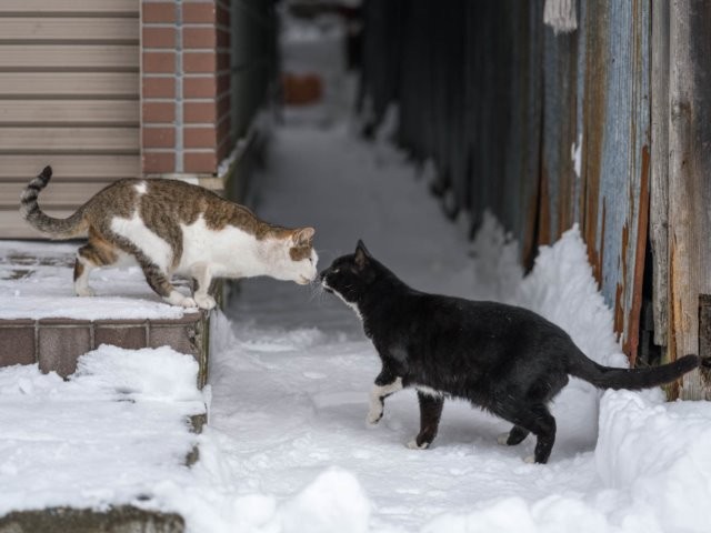 ☆雪猫☆ 雪貓 (@yukineko0975) / Posts / X