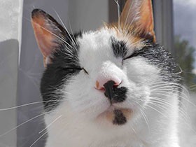 しっぽが短くなってもかわいいよ　三毛猫の「みけ」