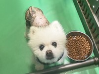 全身つるっぱげ状態で保護されたポメラニアンのダイちゃん