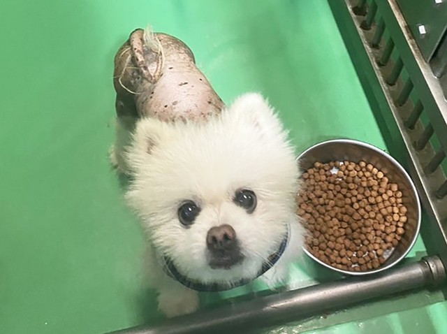 全身つるっぱげ状態で保護されたポメラニアンのダイちゃん
