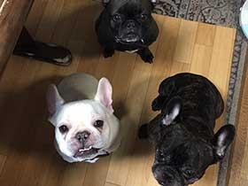 笑顔のフォーメーション　フレブルの「アル」「ユニ」「ナッツ」