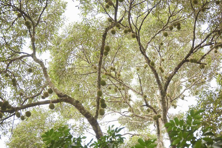 見上げるような大木に鈴なりにドリアンの実がなっている