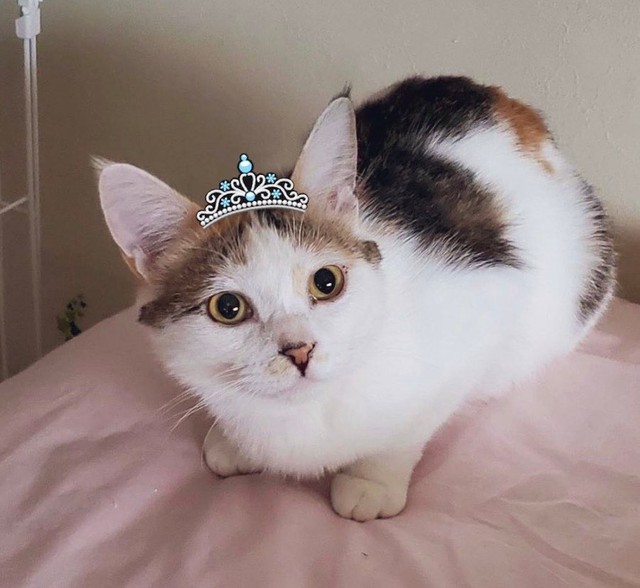 ベッドの下からお手てを出していた、もと捨て猫の凪ちゃん。可愛がられるうち、お姫様みたいな美猫ちゃんに☆（提供：ジルさん）