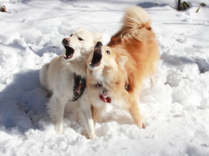 テンションマックスの大福