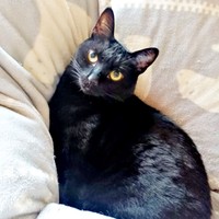 のんびりくつろぐナツちゃん（画像提供：ミキサーさん）