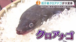 海の資源を有効活用　未利用魚で高校生とｋｈｂが商品開発に挑戦