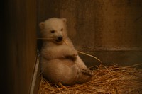 モモ親子95日齢（20260309 男鹿水族館GAO提供）