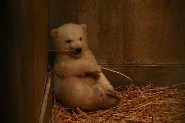 モモ親子95日齢（20260309 男鹿水族館GAO提供）