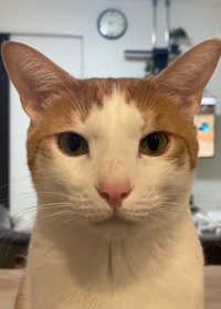 飼い主さんのポストした、はちくんの「証明写真」（画像提供：鯖の味噌煮。さん）