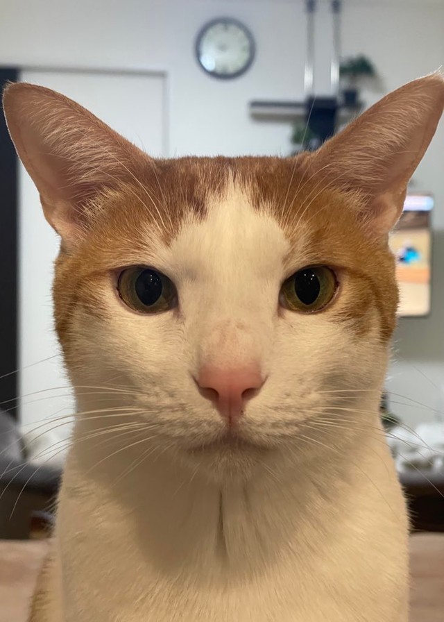 飼い主さんのポストした、はちくんの「証明写真」（画像提供：鯖の味噌煮。さん）