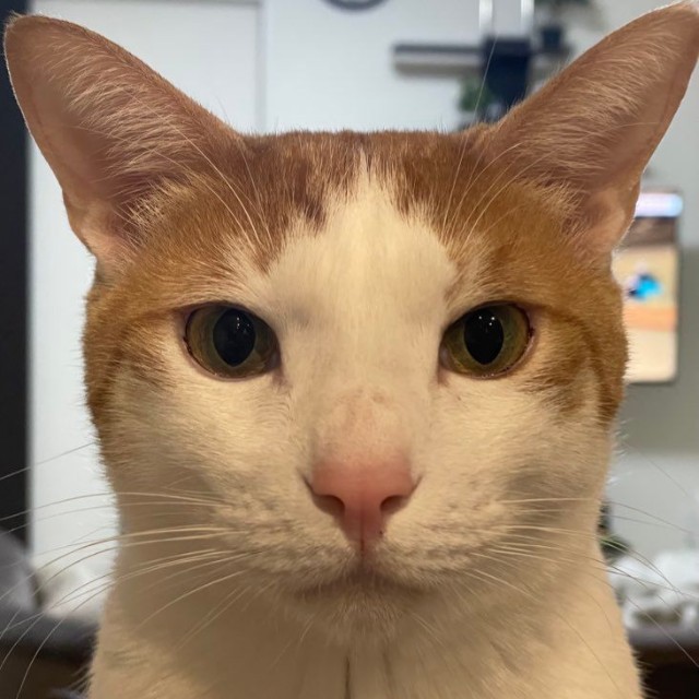 飼い主さんのポストした、はちくんの「証明写真」（画像提供：鯖の味噌煮。さん）