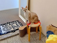 玄関先で飼い主さんを見送るレオくん（画像提供：久米夏生さん）