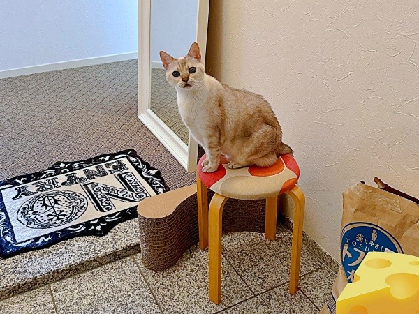 玄関先で飼い主さんを見送るレオくん（画像提供：久米夏生さん）