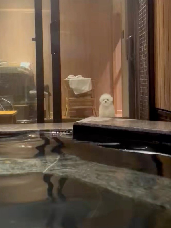 旅先で露天風呂に入る飼い主さんを見つめるぴぷすくん（画像提供：しろいぬ（ぴぷす）さん）