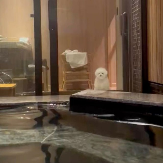 旅先で露天風呂に入る飼い主さんを見つめるぴぷすくん（画像提供：しろいぬ（ぴぷす）さん）