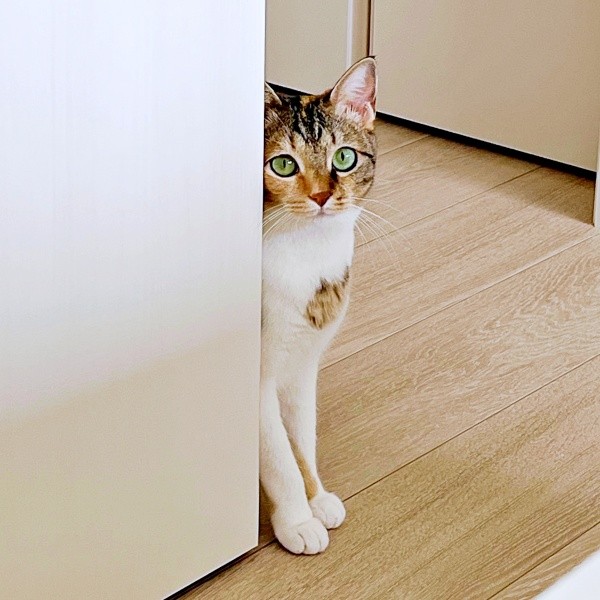 やきもちやきな一面も。上目遣いが愛らしいテトちゃん（画像提供：_hinappyさん）