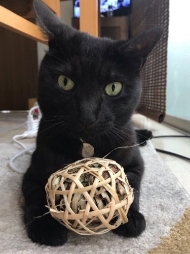 おもちゃを抱える煤　（提供写真）